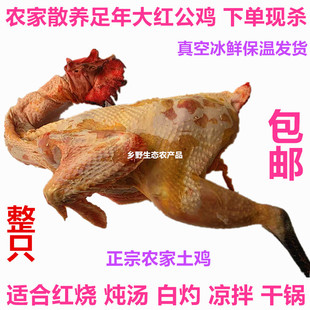 包郵 農(nóng)家收購(gòu)生態(tài)散養(yǎng)1年土雞大紅公雞跑山雞叫養(yǎng)生活雞5斤多現(xiàn)殺