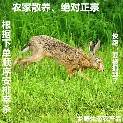 农家散养草兔新鲜生态兔肉整只现杀活兔5斤/只滋补养生鲜真空包邮