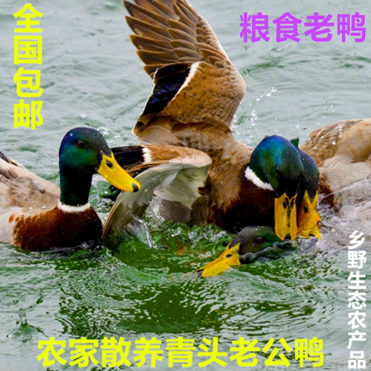 4年生态绿头公鸭农家散养青头鸭粮食鸭活鸭新鲜现杀4斤多生鲜包邮