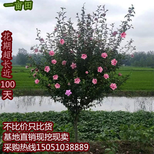 木槿花树苗庭院景观围栏篱笆专用