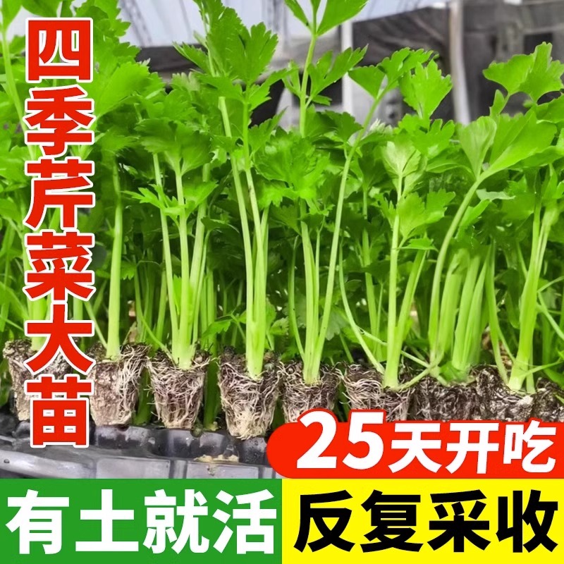 芹菜苗四季小香芹蔬菜苗芹菜秧苗西芹苗芹菜根苗包邮盆栽阳台种植