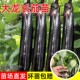 大龙长茄苗秧苗紫把长茄苗子幼苗紫黑茄子苗烧烤嫁接春秋四季 菜苗