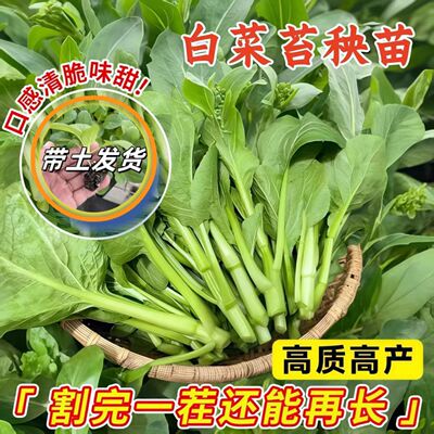 早白菜苔菜种苗四季广东菜心白菜苔苗农家青菜连续采收蔬菜种子苗