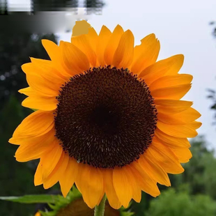 金色向日葵种子高产食葵葵花大清花大花盘结子多高产易种厂家原装
