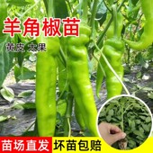 羊角辣椒苗秧大果尖椒苗特大牛角椒薄皮青椒苗孑高产四季 盆栽蔬菜