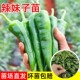 巨辣辣妹子苗辣椒苗秧四季 盆栽苗 种青椒尖椒苗高产薄皮蔬菜苗春季