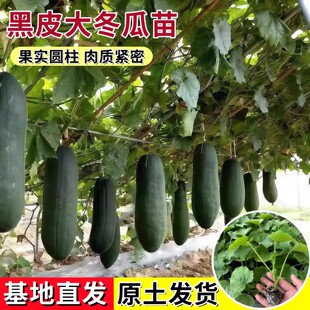 老品种黑皮大冬瓜苗东瓜苗绿春小冬瓜苗白瓜苗青皮毛节瓜苗毛瓜苗