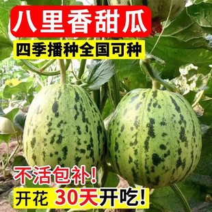 八里香甜瓜种子中早熟蔬菜瓜果种子籽香味浓特甜蜜瓜小院家庭种植