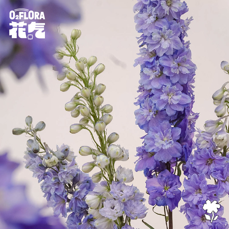 花气｜蓝色大飞燕鲜花水养飞燕草办公室家用真花鲜切家庭观赏