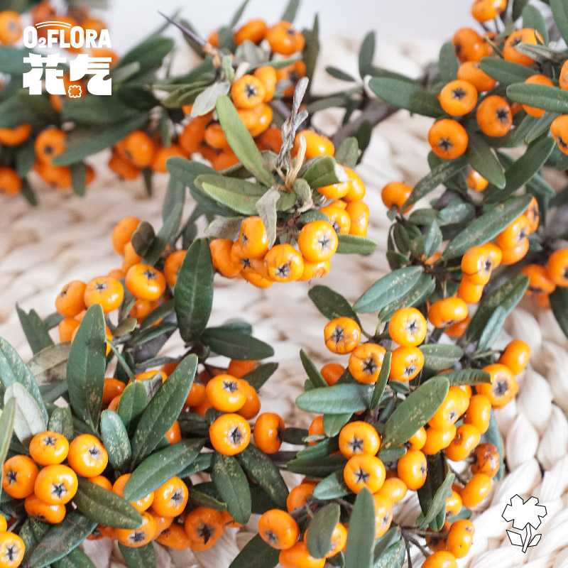 家居插花火棘果点亮空间