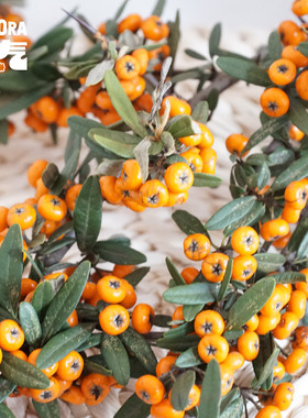 花气 | 火棘果火把果橙色系果实插花时令花材家居桌面装饰空运