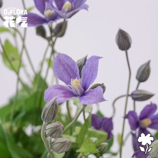 花氣 鐵線蓮鮮切花自帶線條感鮮花自然風家居農場風插花