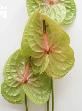 花气O2FLORA | 彩掌