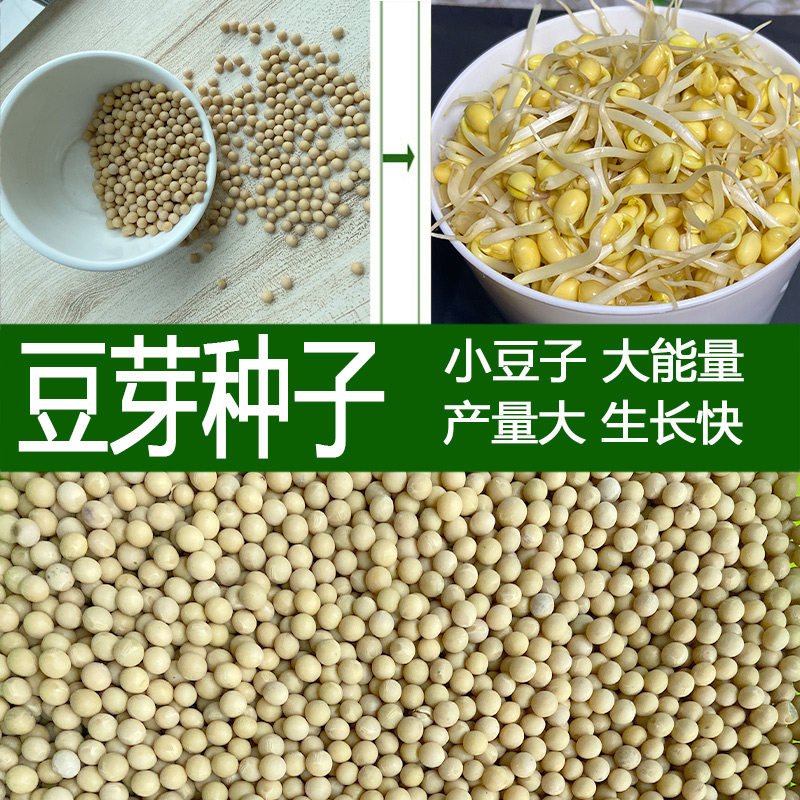 豆芽种籽芽苗菜种籽黄豆绿豆黑豆豆芽菜种子水培蔬菜豆苗纸上种菜