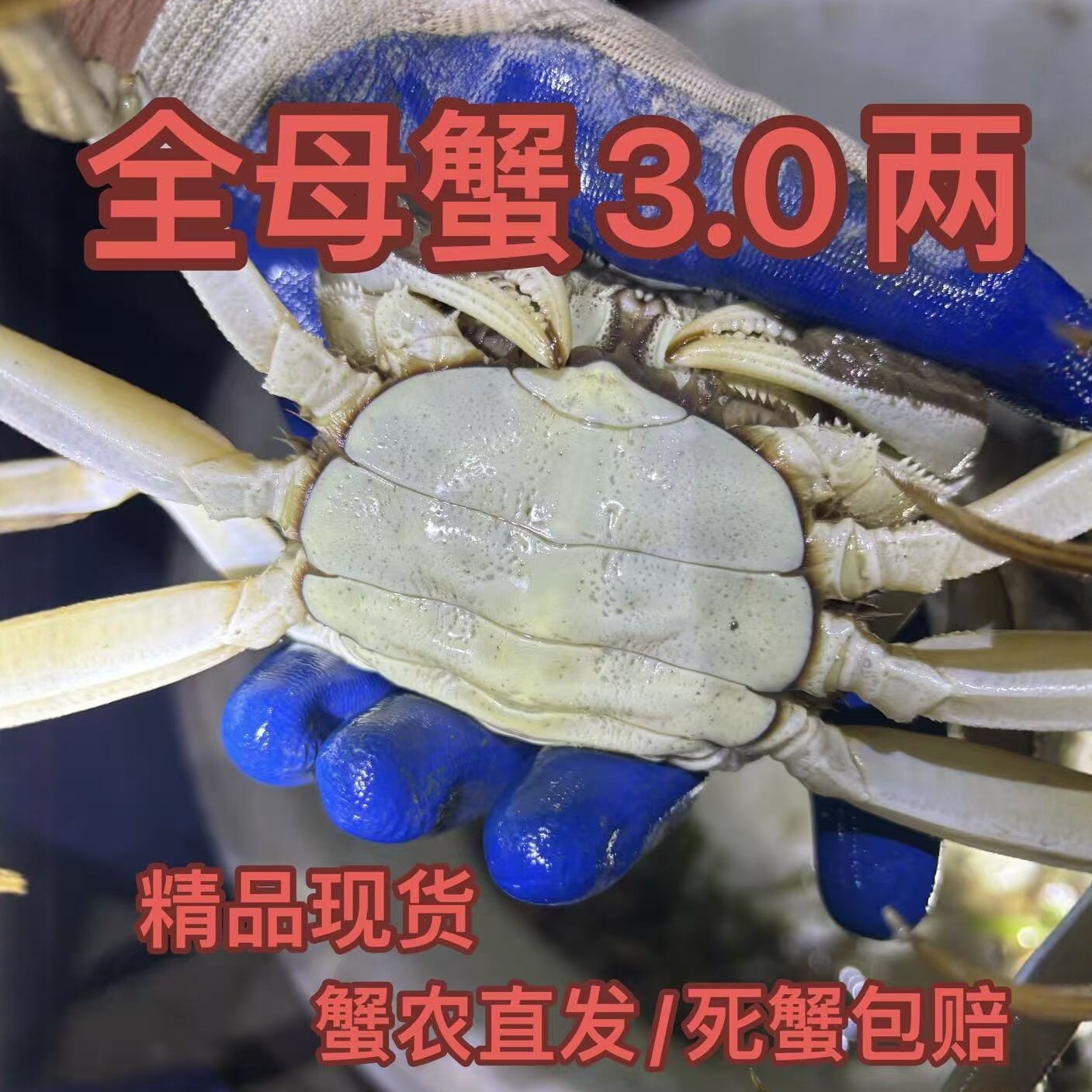 精品全母三两大闸蟹 活蟹高淳螃蟹固城湖大闸蟹全母2.8-3.1两湖蟹