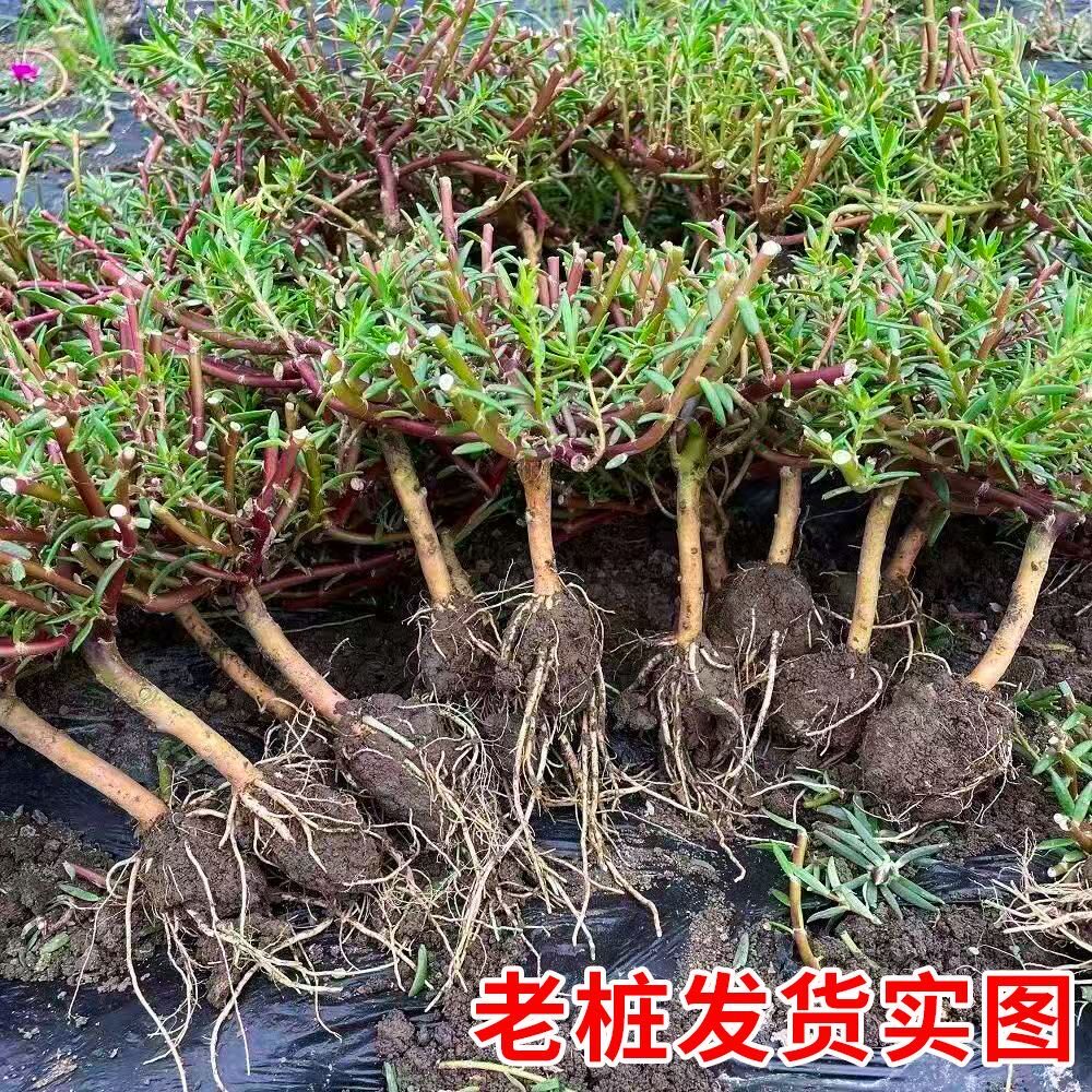 重瓣太阳花苗宿根老桩带根带花苞盆栽室内外好养花卉四季绿植开花