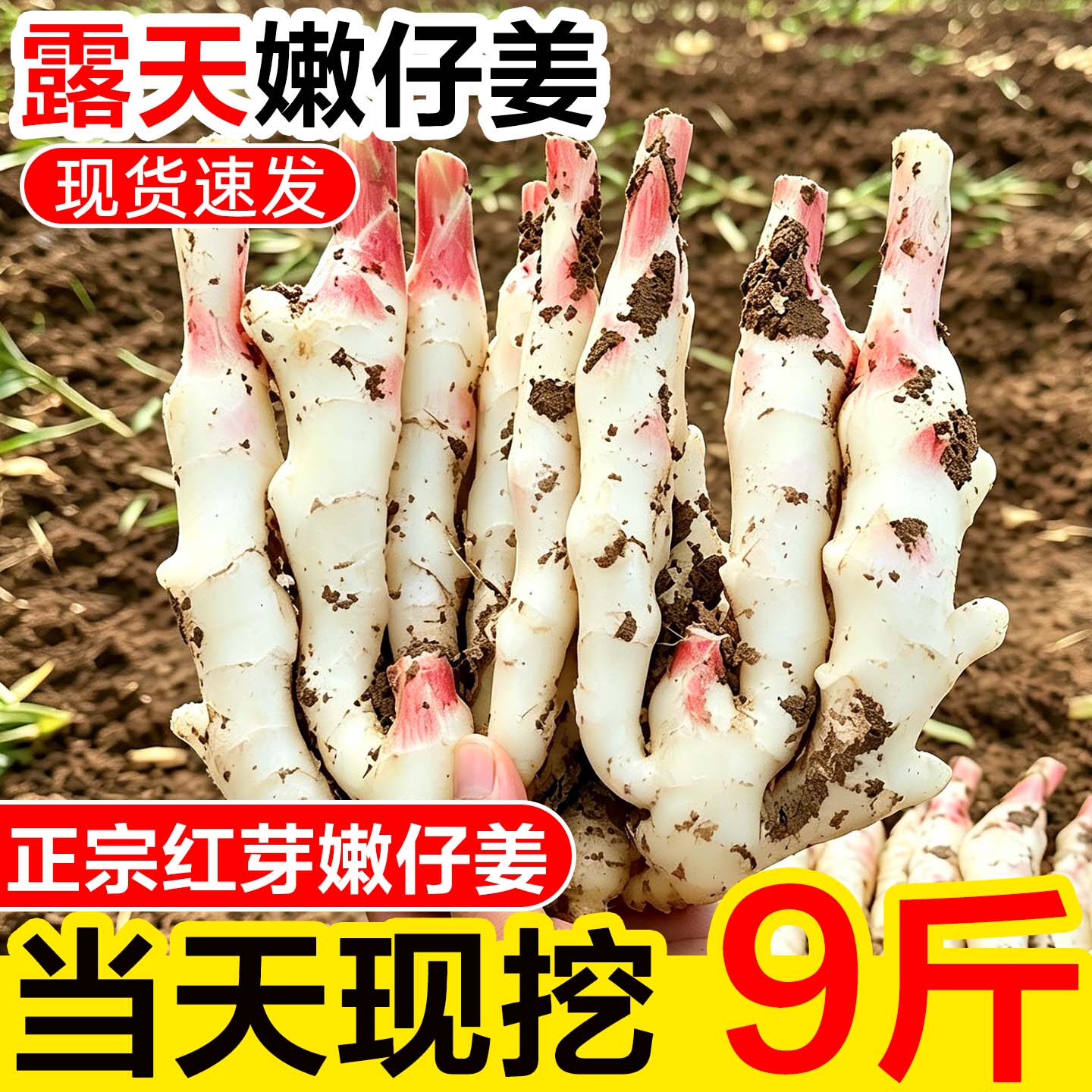 嫩姜新鲜子姜生姜正宗红芽仔姜当季蔬菜泡姜小黄姜现挖脆嫩非老姜