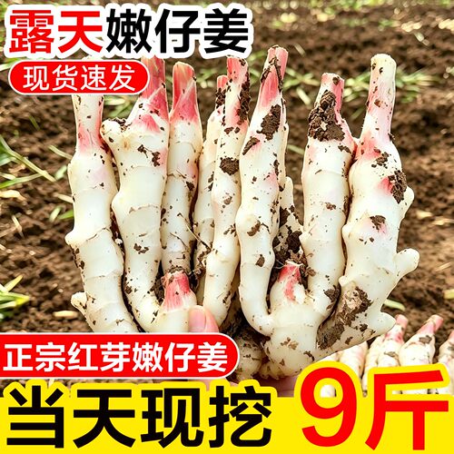 顺丰包邮！红芽仔姜嫩姜5斤现货