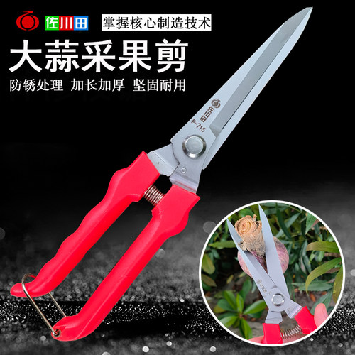 大蒜专用剪刀修枝剪刀佐川田