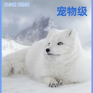涂山宠物狐活体包邮北极雪狐狸白狐冰岛狐白化狐大理石狐宝宝定金