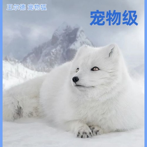 宠物狐活体大理石狐冰岛狐白雪狐