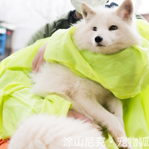 宠物狐狸北极狐幼崽活体白狐雪狐