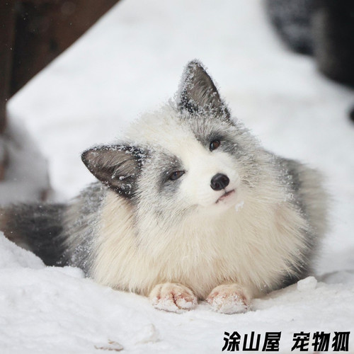 宠物狐白金冰岛狐活体认主好养