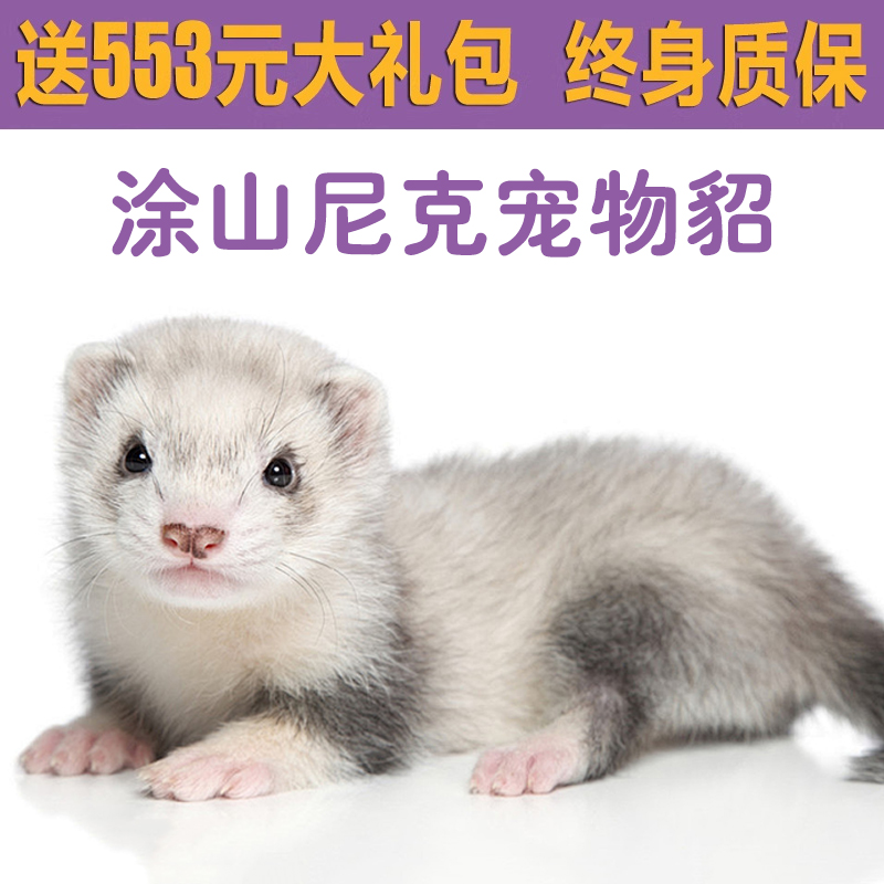 宠物貂安格鲁貂雪貂水獭幼崽活体