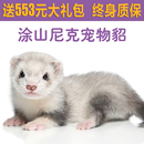 宠物貂安格鲁貂雪貂花貂水獭小宠物活物幼崽水貂活体家养小龙貂