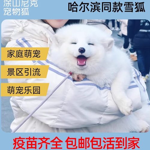 宠物狐狸活体家庭饲养雪狐白狐