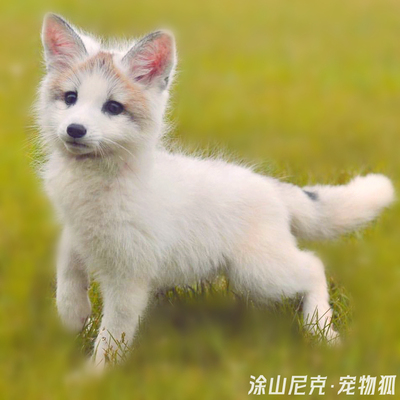 宠物狐超萌宠物北极狐认主亲人