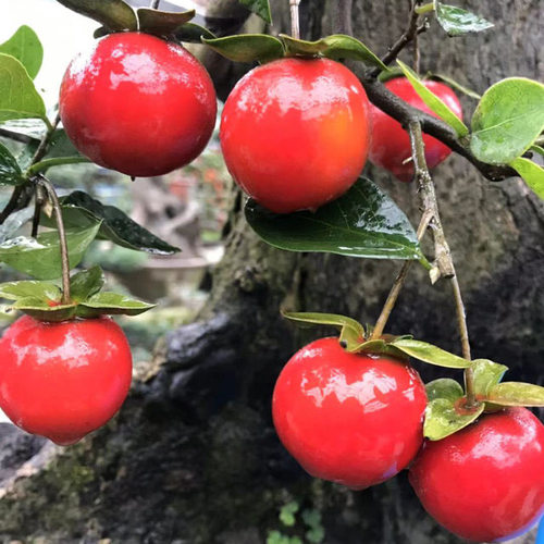 四川金弹子原盆原土成都发货