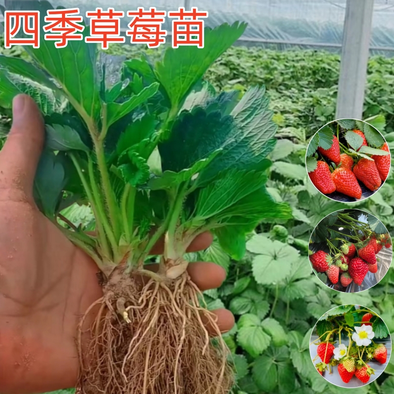 四季奶油草莓苗包成活