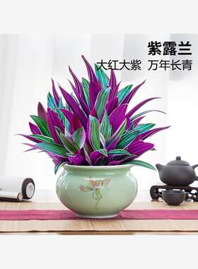 紫露兰盆栽千叶油画吊兰办公室内好养植物四季常青客厅净化空气