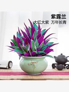 紫露兰盆栽千叶油画吊兰办公室内好养植物四季常青客厅净化空气