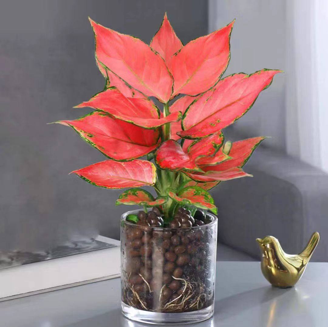 吉利红盆栽水培如意皇后办公室桌面水养小绿植万年红好养花卉多肉