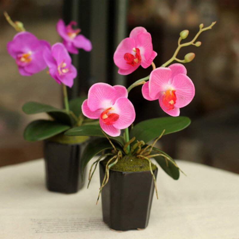 室内阳台 桌面植物 花卉盆栽 桌面绿植