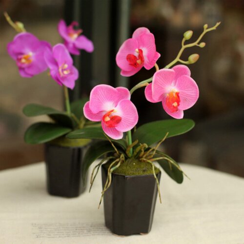 室内阳台 桌面植物 花卉盆栽 蝴蝶兰花苗 当年开花蝴蝶兰大苗