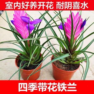 铁兰花盆栽紫花凤梨植物室内花卉办公室桌面盆景净化空气四季 带花