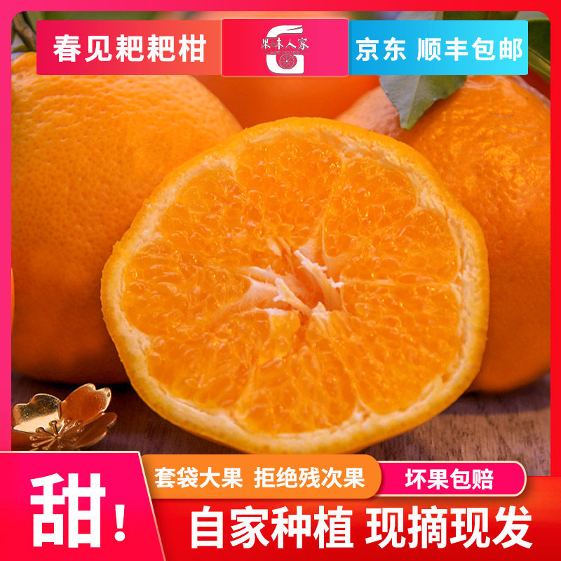 【已卖完】四川春见耙耙柑 顺丰桔子