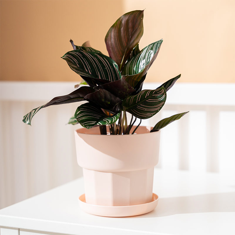 北欧简约加厚阳台家用塑料小花盆特价清仓大号个性创意兰花花盆