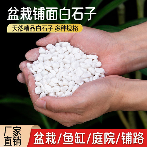 瑞普多肉铺面小白石子造景装饰