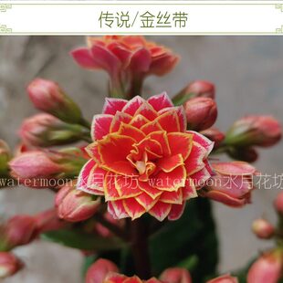 满10元包邮 传说金丝带嘉年华长寿花枝条无根顶芽四季开室内盆栽