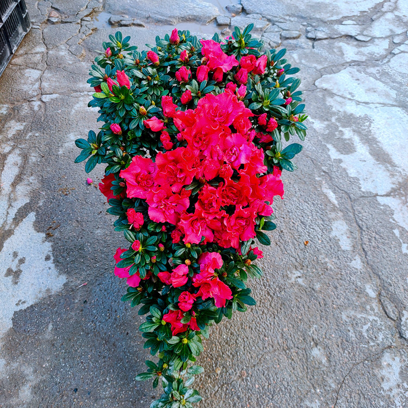 凤尾造型玫红杜鹃花盆栽四季开花老桩盆景宝石红中国红喜庆爱心型,鲜花速递/花卉仿真/绿植园艺,造型盆景,淘宝优惠券,粉丝福利购,淘宝优惠卷