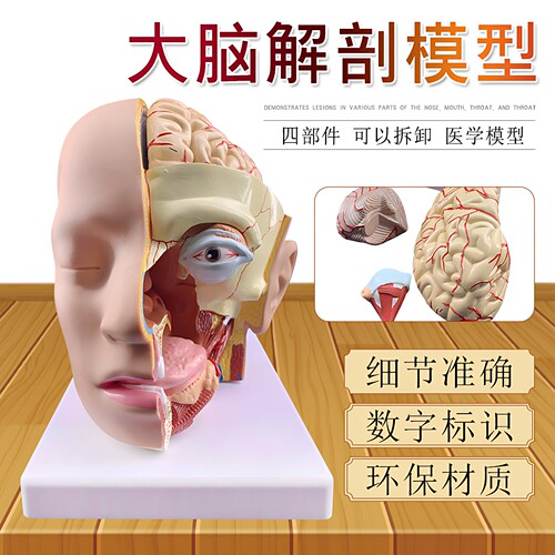 人体头部解剖模型头解剖附脑模型