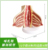 Breast Anatomy Model for Nursing