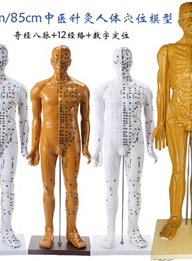 180厘米大小中医针灸穴位模型
