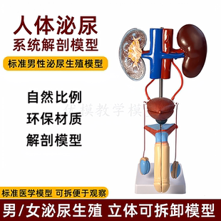政河男女性生殖泌尿系统模型输尿管膀胱尿道肾脏医用教学演示模型