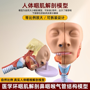 政河仿真人体咽肌解剖模型医用鼻咽喉气管环咽肌鼻窦教学演示模型