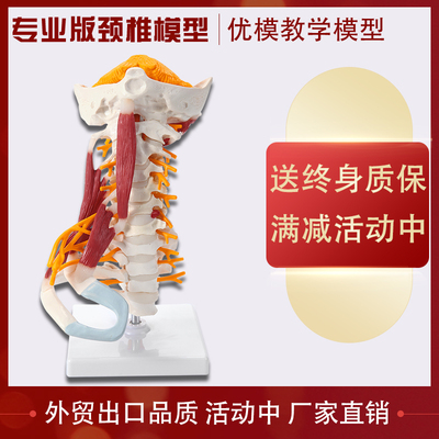颈椎神经脑干枕骨脊柱可拆装模型
